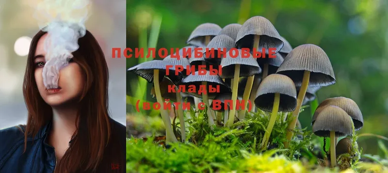 Псилоцибиновые грибы Psilocybine cubensis  МЕГА ссылки  Темников 